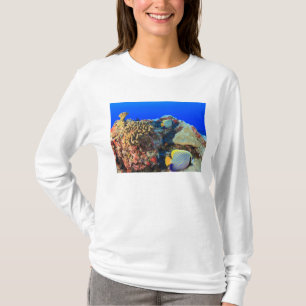 Koninklijke engelvis Pygoplites diacanthus), T-shirt