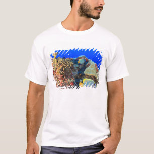 Koninklijke engelvis Pygoplites diacanthus), T-shirt