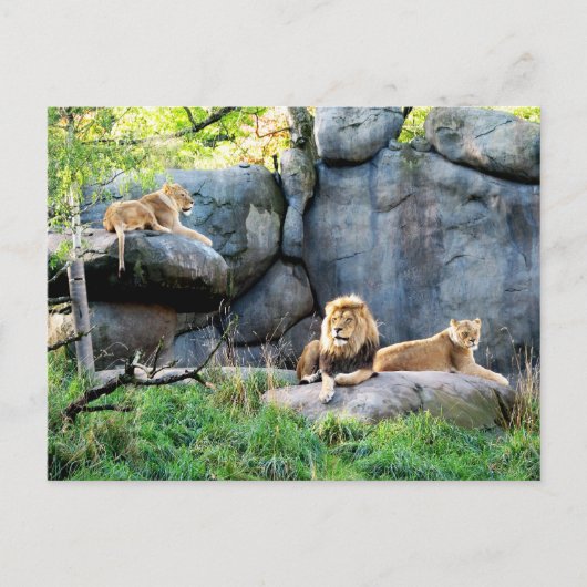 Koninklijke Familie Briefkaart (Voorkant)