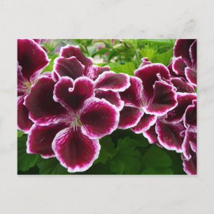 Koninklijke Geranium Bloemen Elegante Maroon Bloem Briefkaart