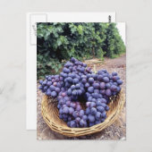 Koninklijke Paarse druiven Briefkaart (Voorkant / Achterkant)