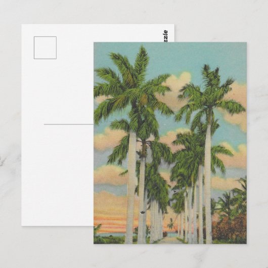 Koninklijke Palmen van Florida Briefkaart (Voorkant / Achterkant)