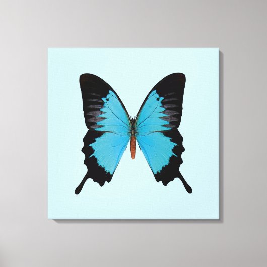 Koninklijke Pauw Canvas Afdruk (Voorkant)