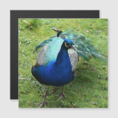 Koninklijke Pauw Krachten Magnetische Kaart (Voorkant / Achterkant)