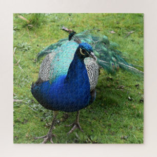 Koninklijke Pauwenkracht Legpuzzel