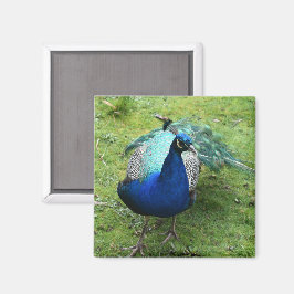 Koninklijke Pauwenkracht Magneet
