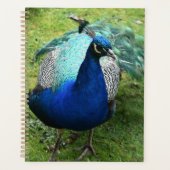 Koninklijke Pauwenkracht Planner (Voorkant)