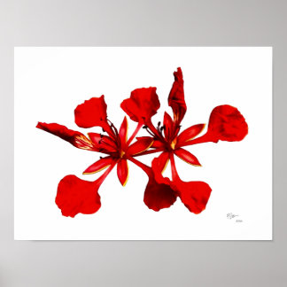 Koninklijke Poinciana Bloem Poster