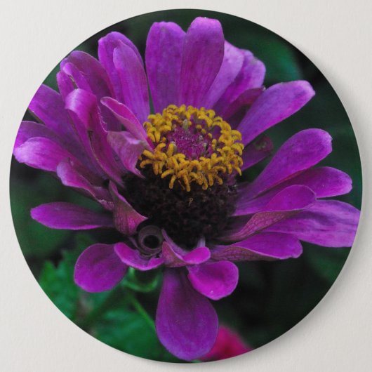 Koninklijke Schoonheid Ronde Button 6,0 Cm (Voorkant)