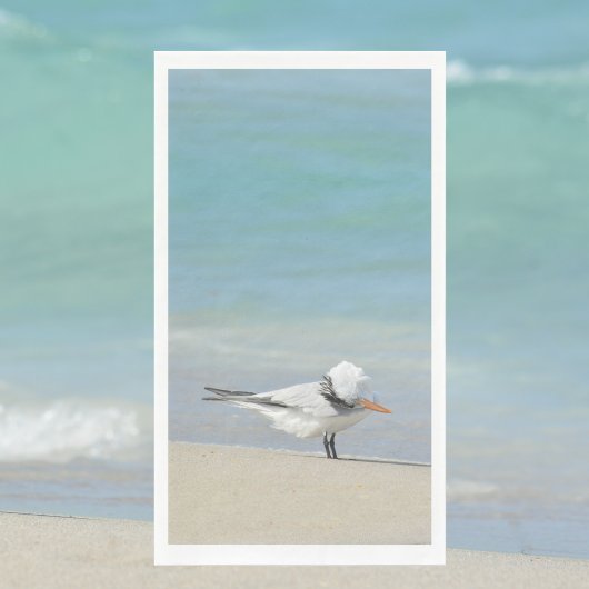 Koninklijke Stern op Strand Zeevogel Fotografie Servet