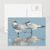 Koninklijke sterns op het strand briefkaart (Voorkant / Achterkant)