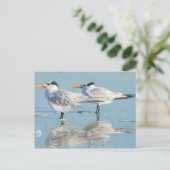 Koninklijke sterns op het strand briefkaart (Staand voorkant)