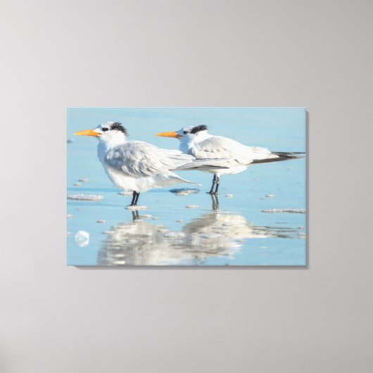 Koninklijke sterns op het strand canvas afdruk (Voorkant)