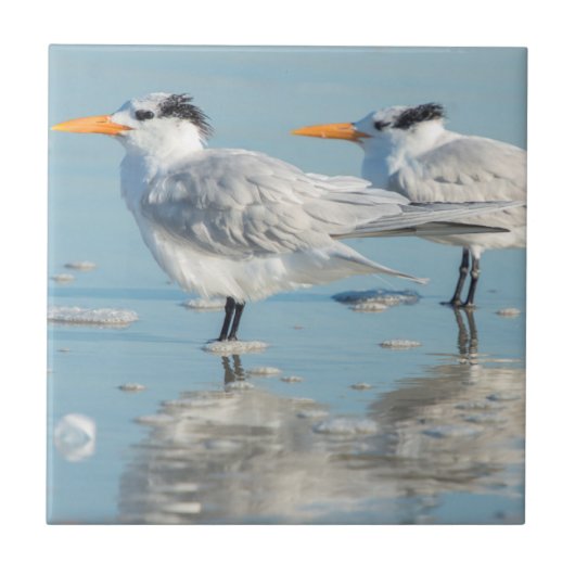 Koninklijke sterns op het strand tegeltje (Voorkant)
