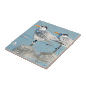 Koninklijke sterns op het strand tegeltje (Zijkant)