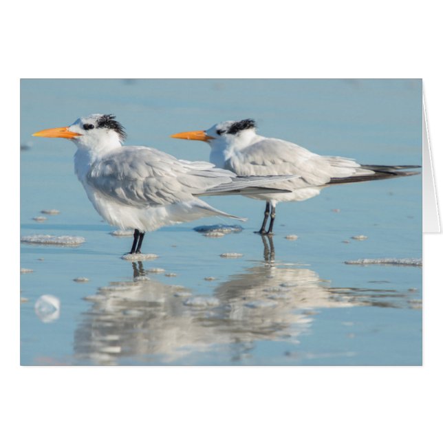Koninklijke sterns op strand (Voorkant Horizontaal)