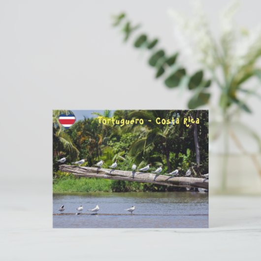 Koninklijke sterns, riviermonding Tortuguero - Cos Briefkaart (Staand voorkant)