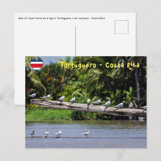 Koninklijke sterns, riviermonding Tortuguero - Cos Briefkaart (Voorkant / Achterkant)