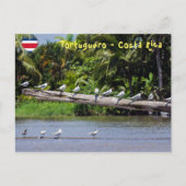 Koninklijke sterns, riviermonding Tortuguero - Cos Briefkaart (Voorkant)