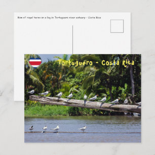 Koninklijke sterns, riviermonding van Tortuguero - Briefkaart