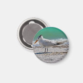 Koninklijke Tern Magnet (Voorkant / Achterkant)