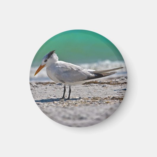 Koninklijke Tern Magnet (Voorkant)