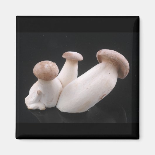 Koninklijke Trompet Mushroom Magneet (Voorkant)