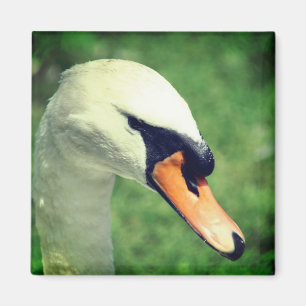 Koninklijke witte zwaan natuur fotografie magneet