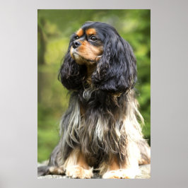 Koninklijke zwarte en lichtbruine Cavalier King Ch Poster