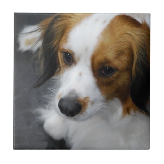 kooikerhondje-2.jpg tegeltje (Voorkant)