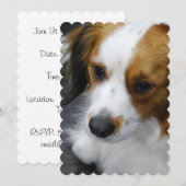 Kooikerhondje Puppy Kaart (Voorkant / Achterkant)