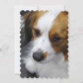 Kooikerhondje Puppy Kaart (Voorkant)