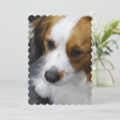 Kooikerhondje Puppy Kaart (Staand voorkant)