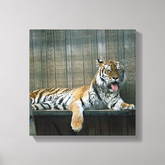 Kooitijger in kooi in dierentuin canvas afdruk (Voorkant)