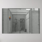 Kooivogel Poster (Voorkant)