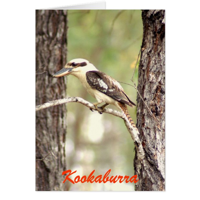 Kookaburra (Voorkant)