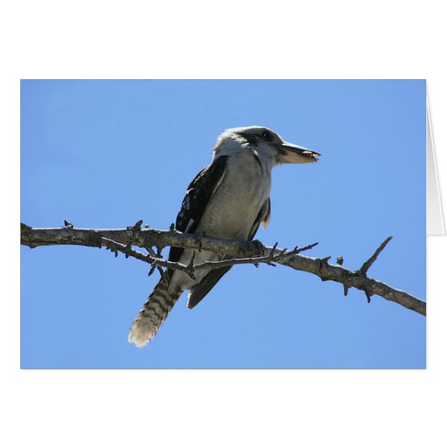 Kookaburra (Voorkant Horizontaal)