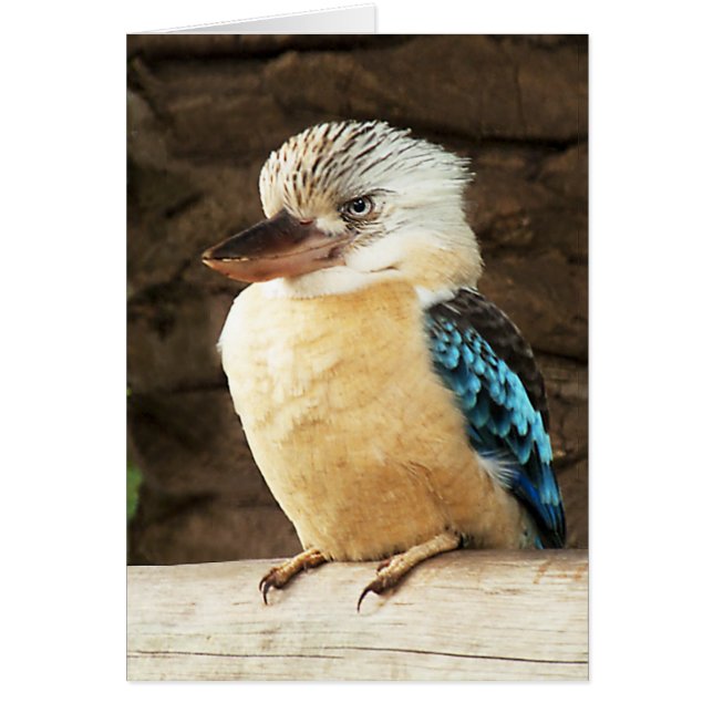 Kookaburra (Voorkant)