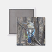 Kookaburra Bird Magneet (Voorkant / Achterkant)