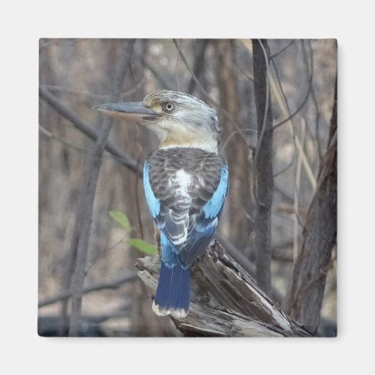 Kookaburra Bird Magneet (Voorkant)