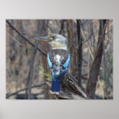 Kookaburra Bird Poster (Voorkant)