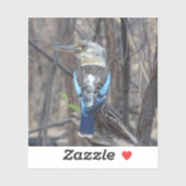 Kookaburra Bird Sticker (Vel)