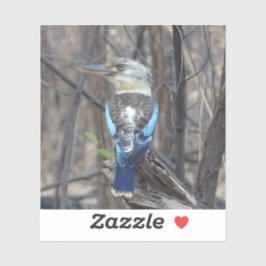 Kookaburra Bird Sticker