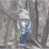 Kookaburra Bird Sticker (Voorkant)