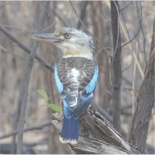 Kookaburra Bird Sticker (Voorkant)