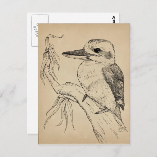 Kookaburra Briefkaart (Voorkant / Achterkant)