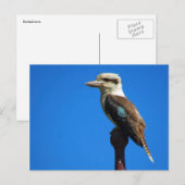 kookaburra briefkaart (Voorkant / Achterkant)