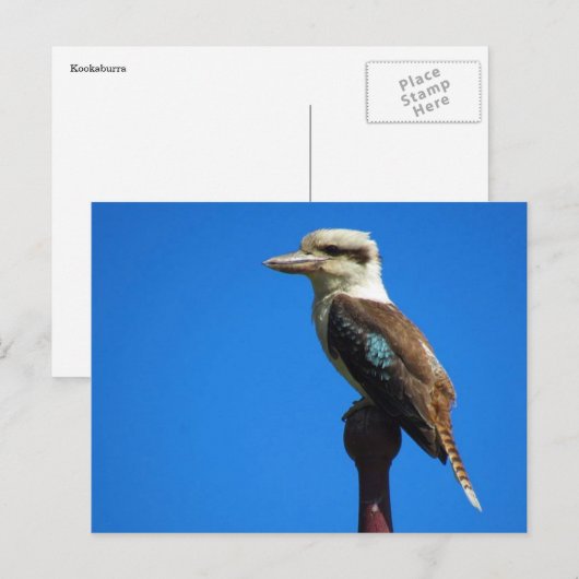 kookaburra briefkaart (Voorkant / Achterkant)