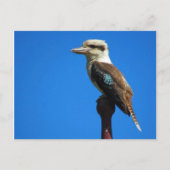 kookaburra briefkaart (Voorkant)