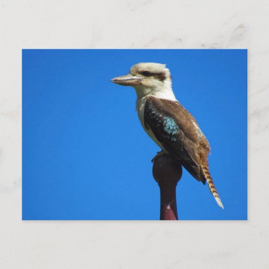 kookaburra briefkaart (Voorkant)